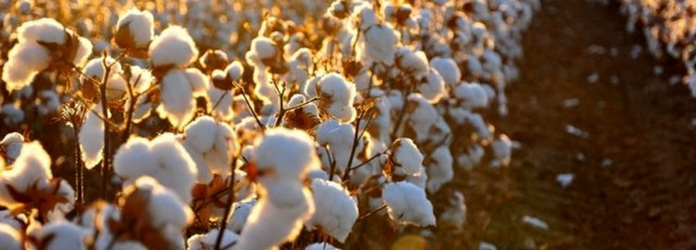 Cotton Production Expected to Decline Due to Drought