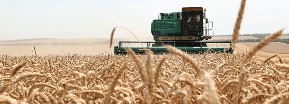 Wheat Production to Decline Due to Drought, Extreme Cold 