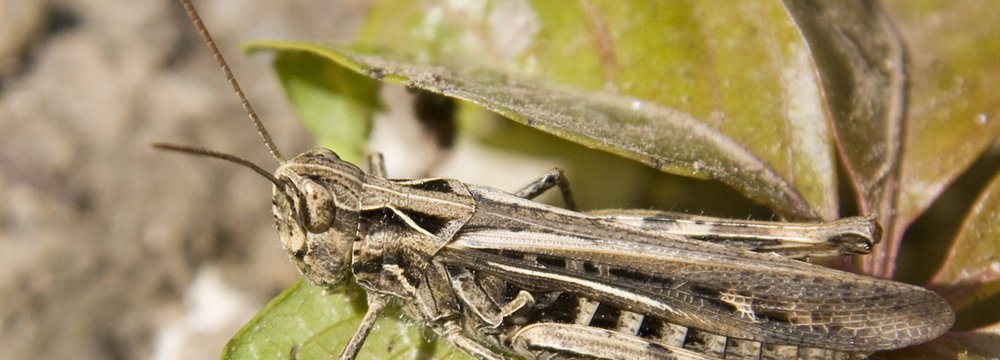 Desert Locust Invasion Sweeping Across Eight Provinces