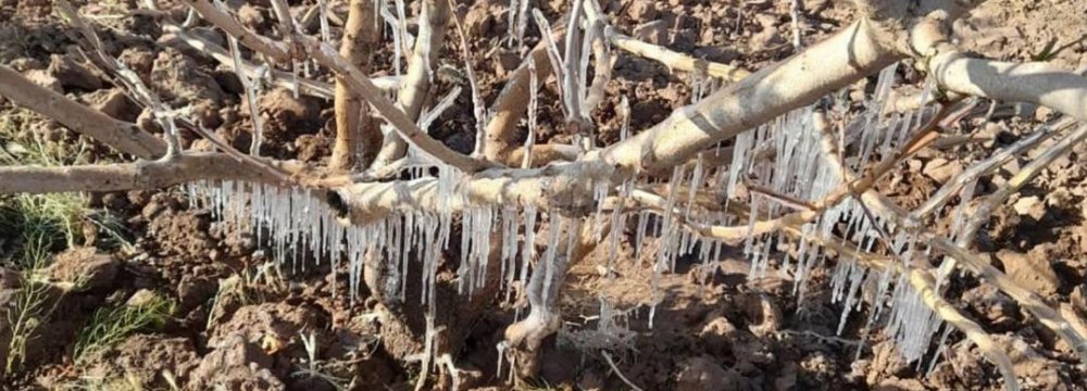 Cold Spell Inflicts Damage Worth $450m on Kerman Pistachio Farms