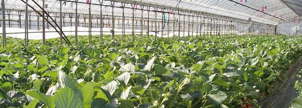 Iran Plans to Establish Over 2,700 ha of Greenhouses by Yearend