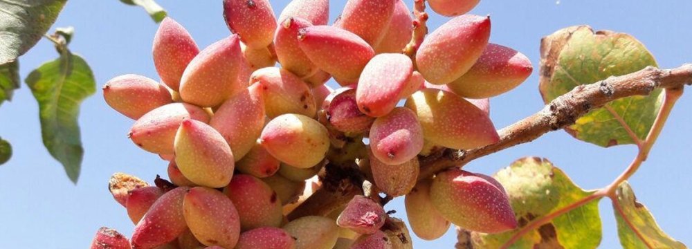 Drought Taking Toll on Iran’s Main Pistachio Production Hub