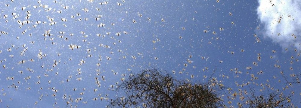 Locusts Threaten $9b Worth of Iran’s Agricultural Products