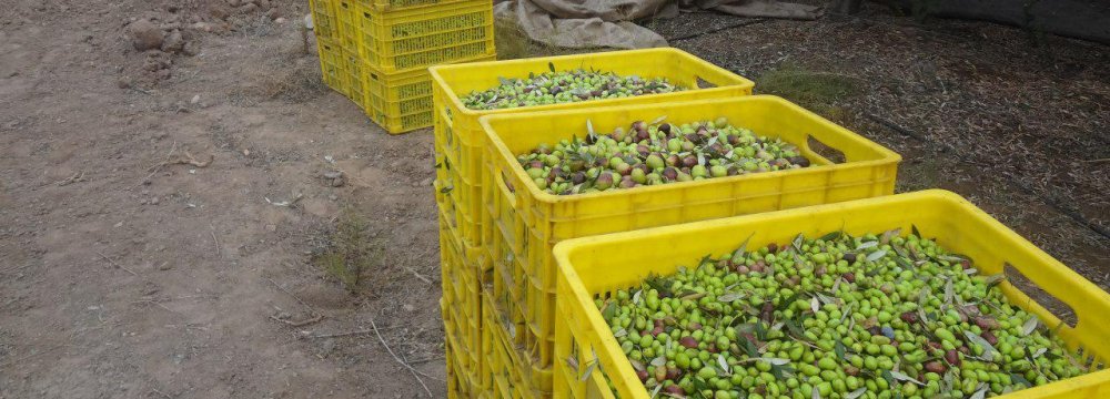 20% Rise in Iran Olive Oil Production Expected This Year