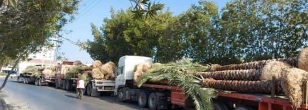 IRICA Confirms Palm Tree Exports From Iran