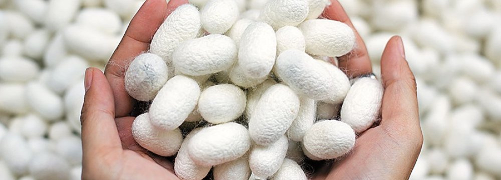 Silk Cocoon Production Breaks 14-Year Record