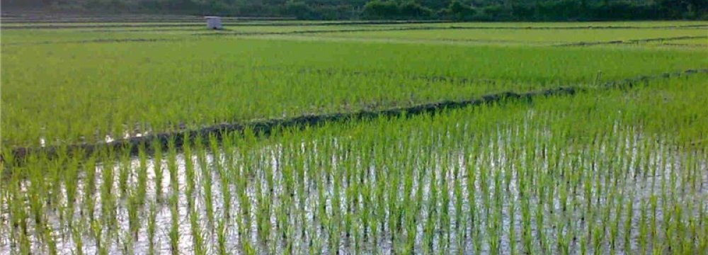 Local Rice Production Meets 70 Percent of Domestic Demand