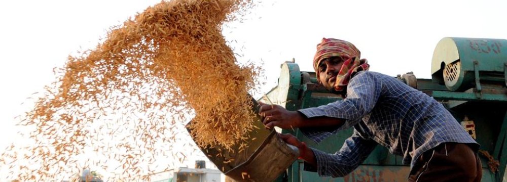 Ban on Rice Import From India to Disrupt Local Market: Officials Warn