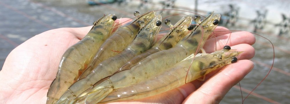 Shrimp Farms Expand 12 To Exceed 13 000 Hectares Financial Tribune