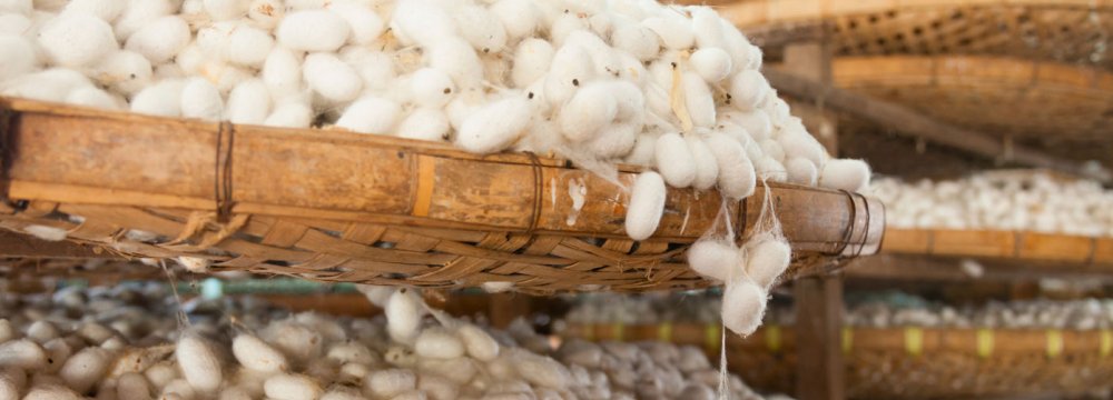 Raw Silk Cocoon Production Expected to Rise by 20% 