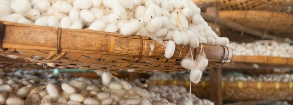 Raw Silk Cocoon Output Breaks 13-Year Record