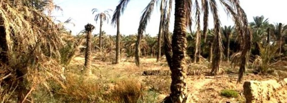 Official Raises Alarm Over Smuggling of Date Palms
