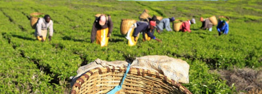 Rise in Guaranteed Tea Purchase Prices