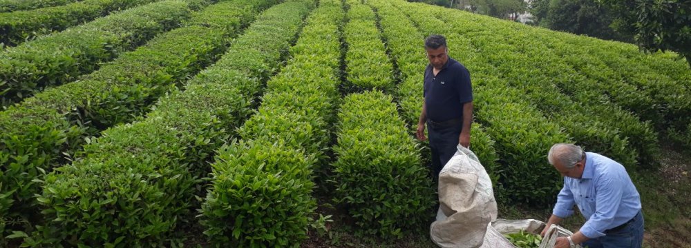 Iran's Tea Production Expected to Rise This Year