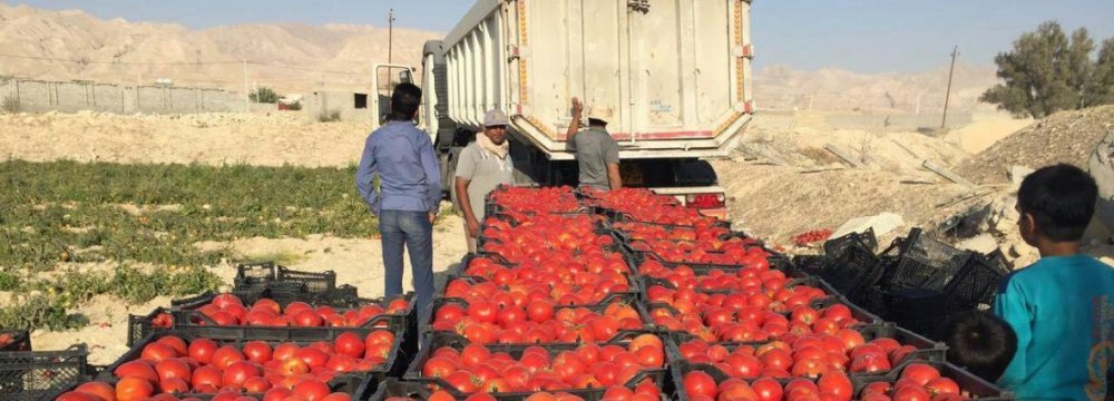 6.3m Tons of Tomatoes Produced Since March 20 