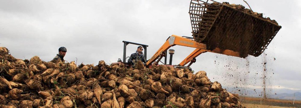 West Azarbaijan: Iran's Sugar Beet Production Hub