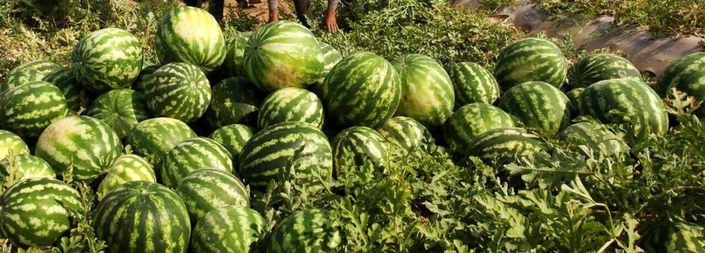 Annual Watermelon Exports Top $200m