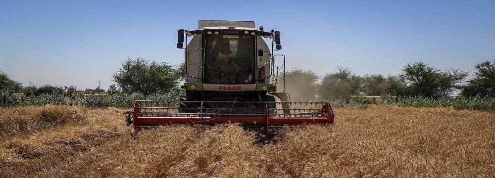 Land Under Wheat Cultivation Reaches 6 Million Hectares