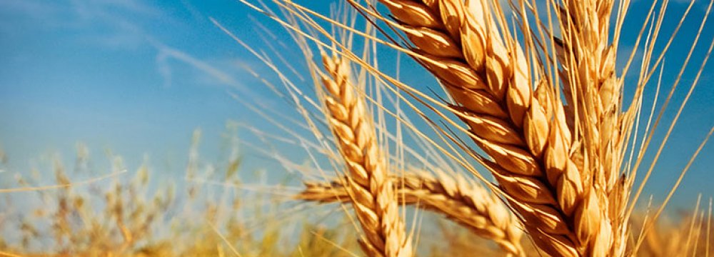 Wheat Self-Sufficiency at Risk: Experts Warn