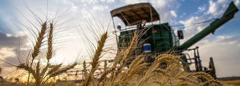 LC Issued to Import 3.5m Tons of Wheat 