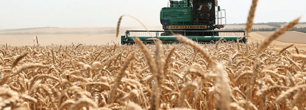 Gov’t Doubles Wheat Purchase Price, Private Sector Displeased