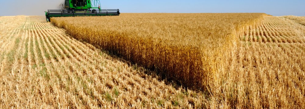 Local Wheat Purchases Hit 5 Million Tons Worth $1.7 Billion