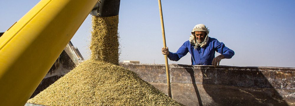 Gov’t Local Wheat Purchases Reach 6.5m Tons Worth $2.3 Billion