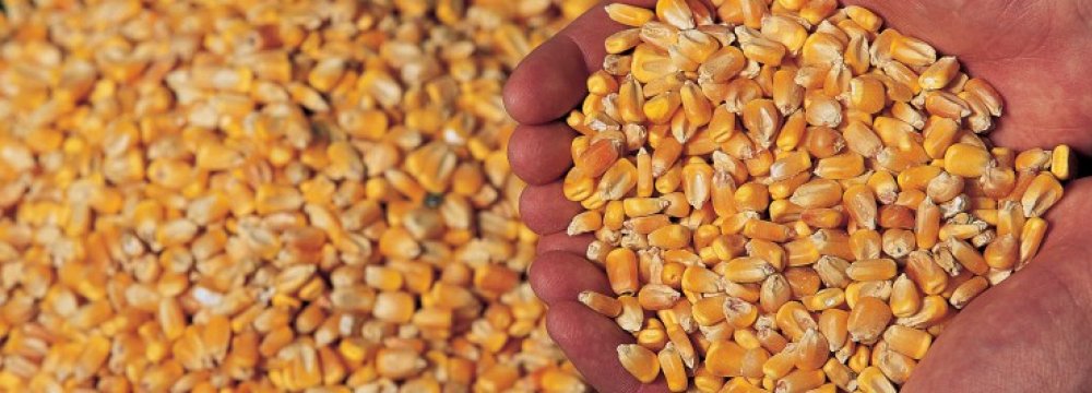 Field corn purchase accounted for 25.1% and 4.4% of the volume and value of Iran’s total imports respectively. 
