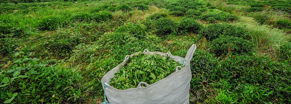 Tea Exports of 4,000 Tons Estimated to Have Earned $5m