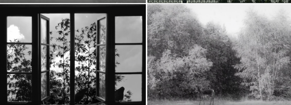 Screenshots from Abbas Kiarostami’s “24 Frames”