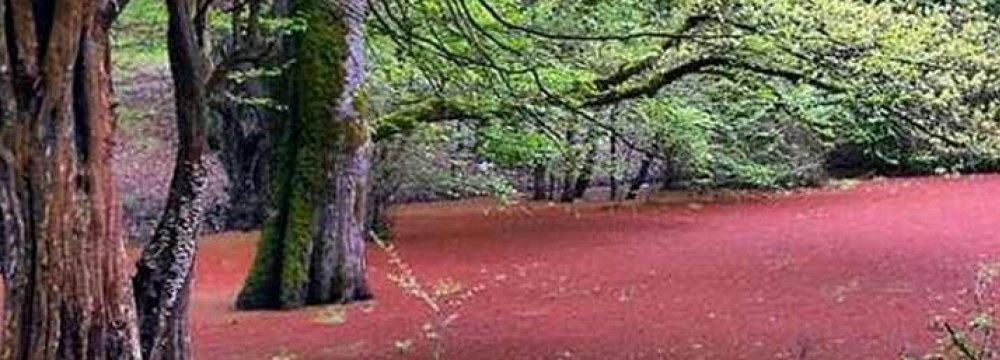 Red Lake, Green Forest
