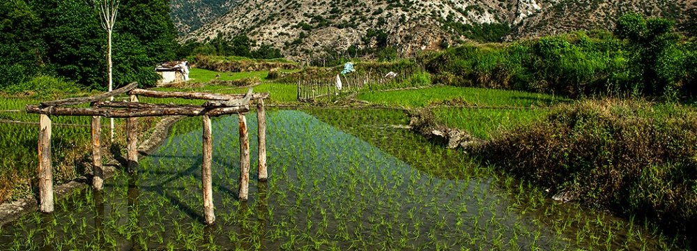 Rice Import Tariff Down 10%