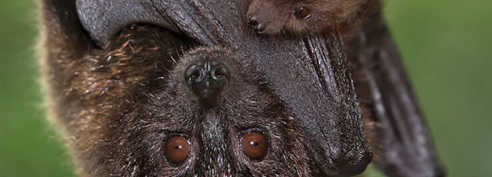 Habitat Destruction Threatens Iranian Bats 