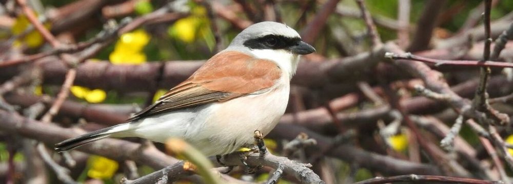 Local Birders Catch Sight of New Species