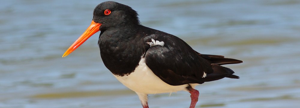 Rare Bird Sighted in Bushehr