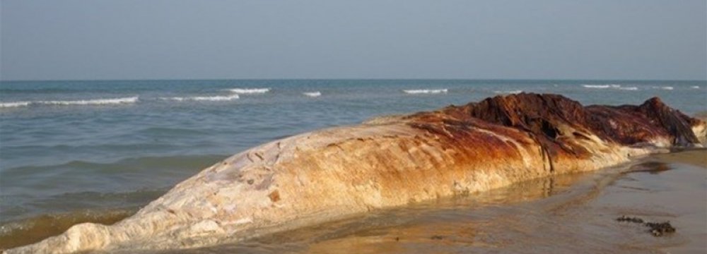 Giant Whale Found Dead