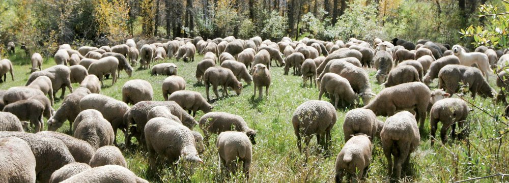 Pastures Threatened by Overgrazing 