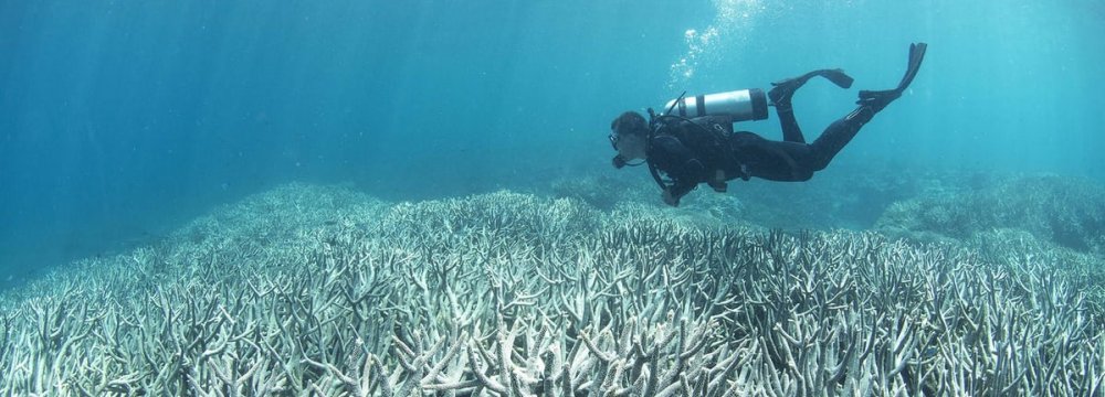 Chabahar Coral Reefs Suffer Serious Bleaching 