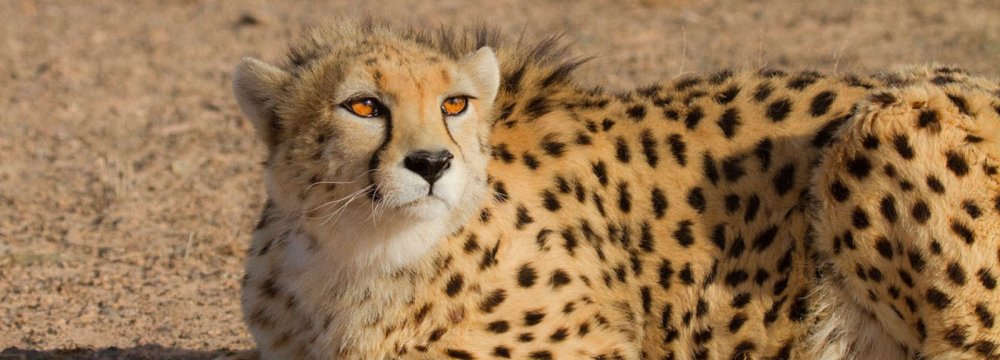 UN Upholds Support for Cheetah Conservation  