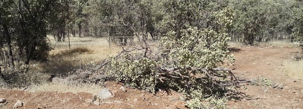 Human Activity Squeezing  Nature Reserve in Fars  