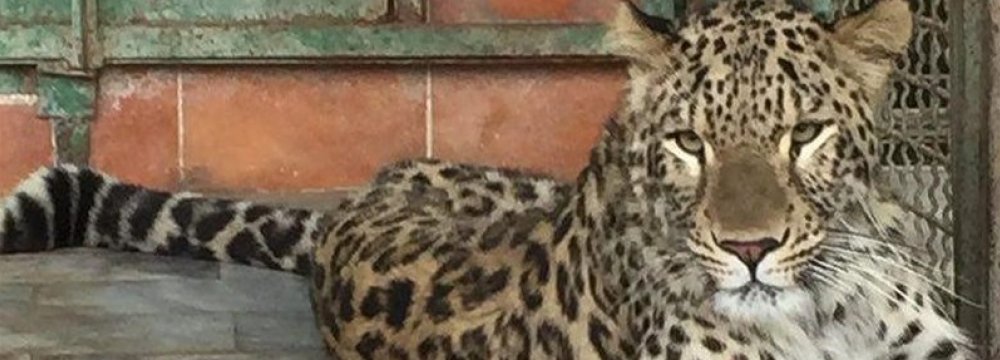 Experts Team Up to  Save Ill Persian Leopard 