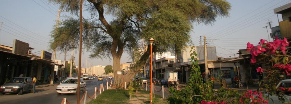 Old Tree Officially Recognized as Part of National Heritage