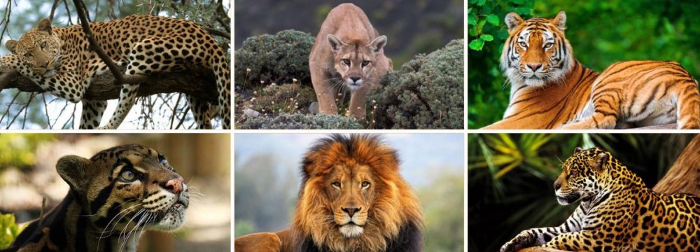 Wildlife Day Spotlights Majestic Big Cats | Financial Tribune