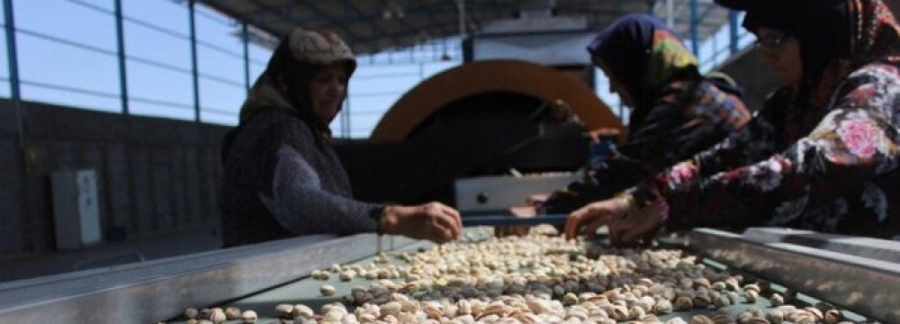 Pistachio Exports Down 55% to $405 Million in FY 2022-23