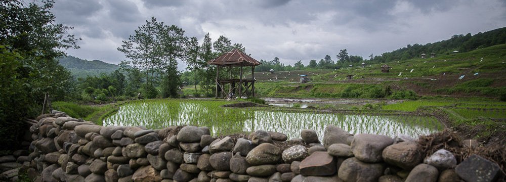 Iran Gov&#039;t Approves Rice Cultivation Restrictions Due to Water Shortage