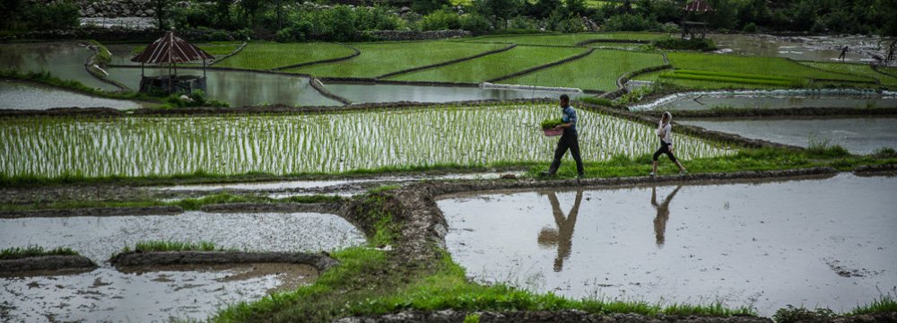 Iran Rice Production Hits 2.6m Tons