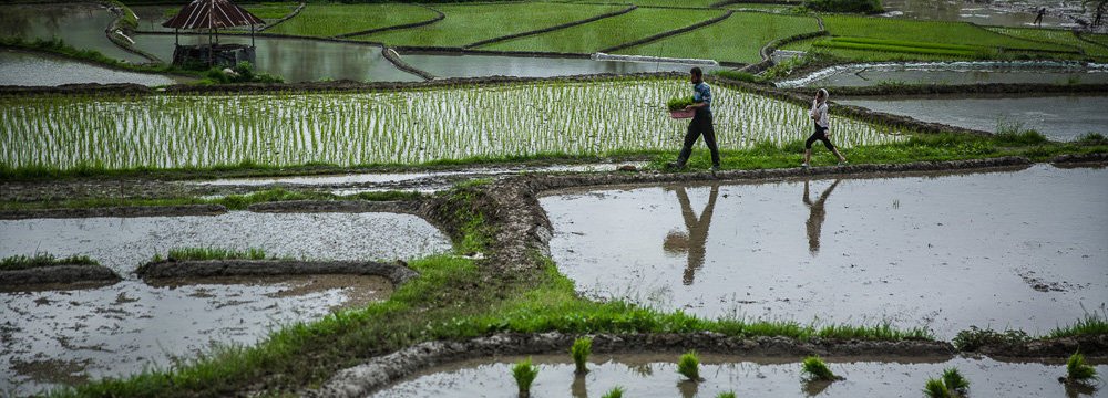Rice Production to Decline Due to Low Precipitation