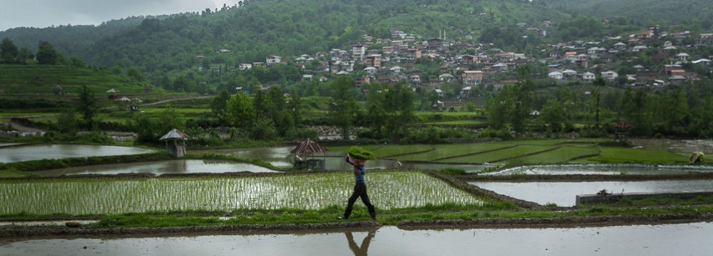 Rice Imports Decline by 48% in Five Months 