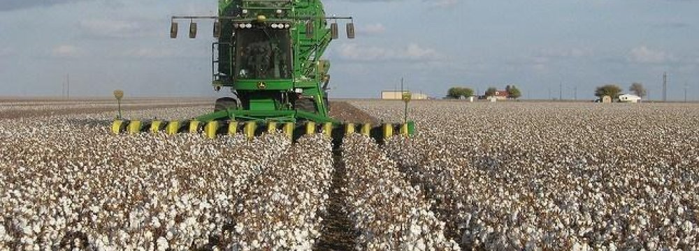 Drought Causes Decline in Cotton Production