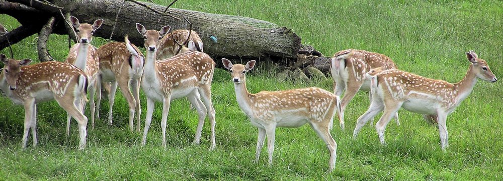 Inevitable inbreeding among the limited number of deer on Ashk Island has decreased genetic variability among the species.